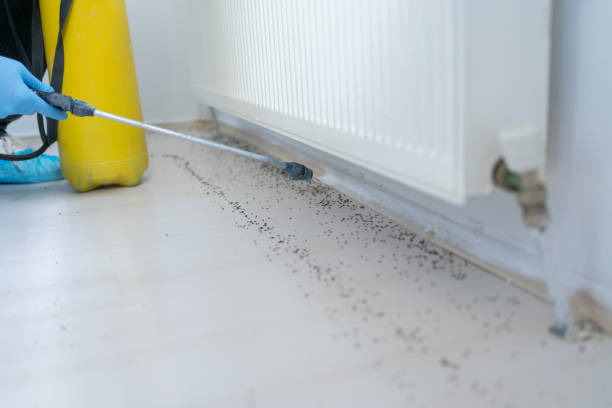 Best Local Pest Control Services  in Marshall, MO
